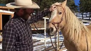 How to fit my JD Bitless Bridle. https://www.bigdweb.com/category/shop+by+brand/shop+brands+h-m/justin+dunn.do Want to know how to use it? Join here: https://www.justindunnhorsemanship.com/membership/ | Justin Dunn Mustang Horsemanship