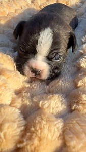 Introducing some spooky fun!! Pumpkin, Eerie and Boo are all boys. Raven, Hex, Boogie are all girls! This litter will be ready to go home 10 days before Halloween 🎃 #bostonmom #furmom #dogstagram #smallbusiness #localbusiness #puppies #bostonterrierofinstagram #bostonterrierfamily #puppiesofinstagram #bostonterrierfan #bostonterrierlovers #bostonterrierpuppy #boston #bostonterrier #bostonterriersofinstagram #Bostonterriers #puppygram #puppy #puppylove #puppyeyes #puppydog | Last Frontier Family