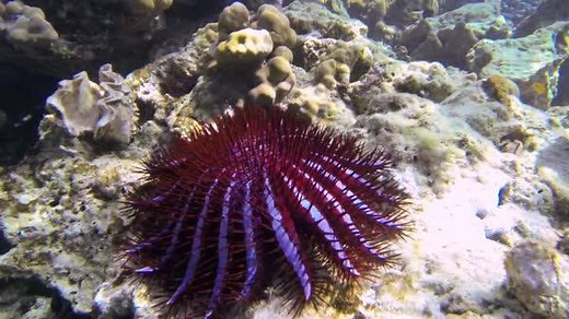 98K views · 107 shares | More starfish is BAD news for coral reefs! | Animal Planet | Facebook