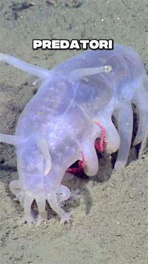 Una nuova specie di polpo! #scienza #animali