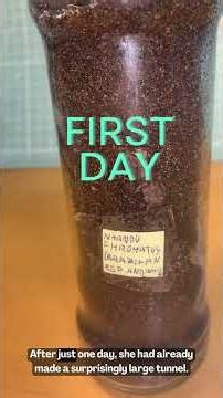 tarantula experiment #exoticpets #spider #tarantula #interestedfacts