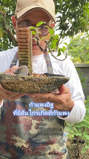 บอนไซต้นไกร (Ficus concinna)บนกำแพงอิฐจำลอง #plant #green #bonsai #มุมแต่งบ้าน #บ้านและสวน #สวนสวย #สวนถาด #เขามอ #Model #สร้างคลิปreels #reelsfb #reelsviral #วิธีการปลูกบอนไซ #บอนไซ | รุ่งอรุณ วาไรตี้