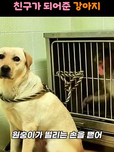 원숭이와 강아지의 특별한 우정 이야기
