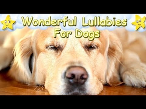 Super Relaxing Sleep Music For Golden Retrievers ♫ Relax Your Puppy Within 5 Minutes