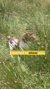 78K views · 1.3K reactions | “Double hunting”… bad habit or smart training? 樂 Adrian shows how it strengthens drive, scenting, and teamwork with Jazz.  Watch in FULL now on GundogTV!  https://gundogtv.co.uk/programs/trusting-the-nose-part-2-building-hunting-drive-teamwork-with-jazz #GundogTraining #SpanielTraining #TrustTheNose #HuntingDrive #FieldTraining #AdrianSlater #GundogTV #WorkingSpaniel #SpanielWork | Gundogtv | Facebook