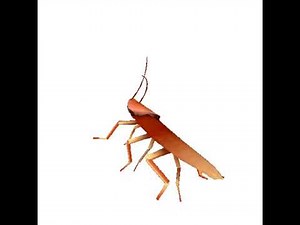 Dancing Roach 12 hours