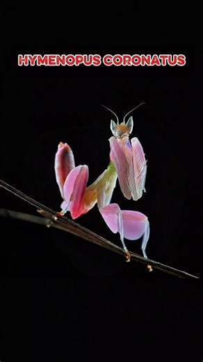 Hymenopus coronatus #insecta #insectanatomy #insectazone #earth #wildlife #usa #shorts #animals