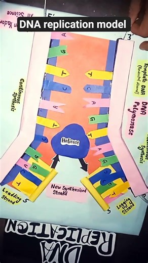 DNA replication model class 12th
