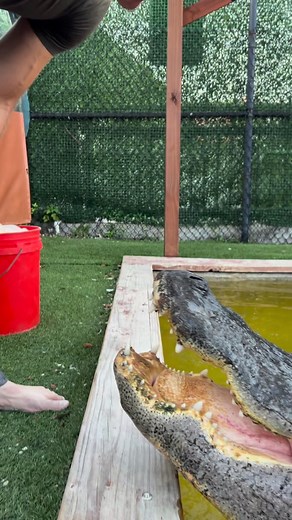 138K views · 6.4K reactions | When you hear a giant hissing angry...