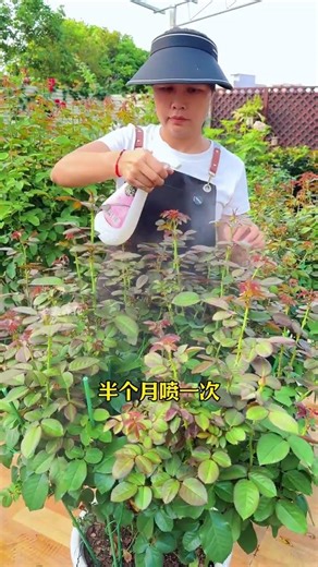 Revolutionary Bug-Buster for Your Roses