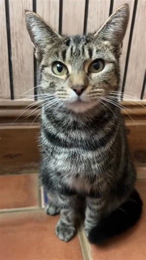 That one moment… #reels #reelsfb #cute #pet #foryou #fyp #cat | Kittycomedycats