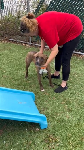 ADOPTED!!! 12-9-24 COSMO (A2377431) is on the EUTH list for MONDAY, 12/9/24! This resilient, playful, 13-month-old, boxer mix will be euthanized due to KENNEL STRESS! COSMO is such a delight out in the yard! We started slow with our interactions with him as we could see he was a bit head shy when we switched out his leash, but COSMO quickly warmed-up to both volunteers! He was so engaging and by the end of our time with him, he was seeking pets from head to tail and accepting treats. We were so 