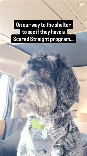 SCARED straight program FOR DOGS?🤣🐶 #dogs #dogshorts #funny #funnydogs #puppy