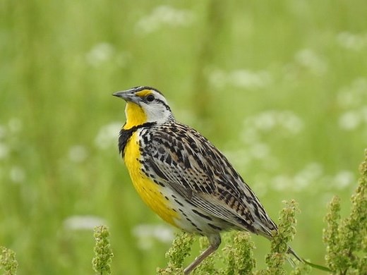 Meadowlarks: Comparison Between Eastern and Western Species