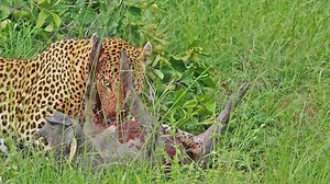 2.2M views · 25K reactions | Incredible sighting of a leopard eating a warthog alive while it tries to scream for help. | Wild Tings | Facebook