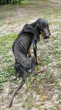 Nearly All Her Strength Was Gone But this Young Dog Kept Showing Signs of Hope