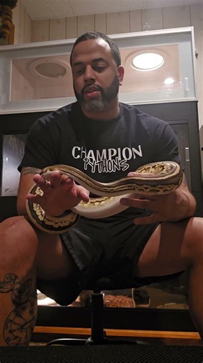 The Most Gentle Ball Python! We use her to help people get over their fear of snakes. #ballpythons