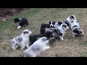 Mini Australian Shepherd Puppies For Sale