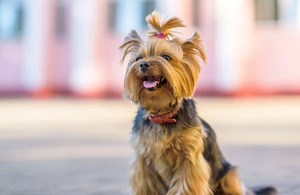 25 RAZAS MIXTAS DE YORKIE: LAS MEZCLAS DE YORKIE MÁS LINDAS (CON FOTOS) - PERROS