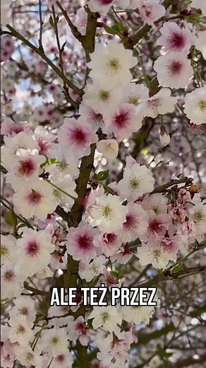 Which tree is best for a small garden? The Koyo No Mai cherry tree.