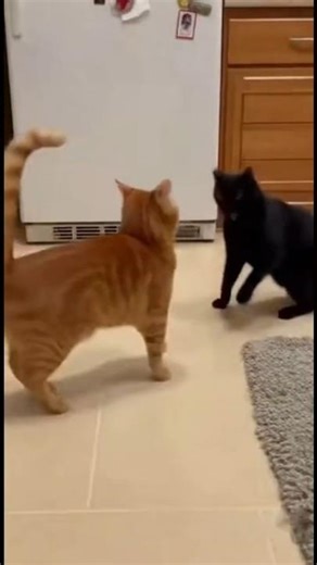 Cat WWE 🥊 #funnycats #catlovers #cat #funnyanimals #animalcomedy #entertaininganimals #ytshort