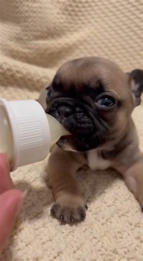 Adorable Pug Puppy Drinks Milk From Bottle for the First Time #puppy #puppylove #shorts #pug