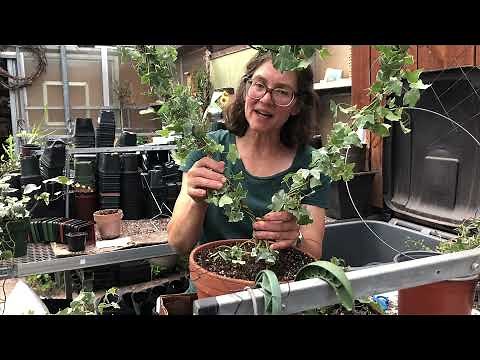 How to make a Topiary