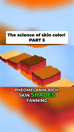MindBodyBoostr on Instagram: "The science of skin color! PART 5 original video: TED-Ed #SkinScience #MelaninMagic #SunlightFacts #SkinColor #HumanAdaptation #ScienceReels #biologyfactsb"