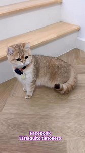 Quedó muy bonito 😹👌 #elflaquitotiktokero #comediahumor #comedia #funnyvideos #humor #funny | El FLAQUITO