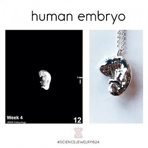 Human embryo necklace to celebrate life! Check it out here: www.sciencejewelry1824.com or just click the link in our bio 👉 @sciencejewelry1824 #sciencejewelry #sciencejewelry1824 #science #medicalstudent #biologyjewelry #womeninscience #phdstudent #phd #sciart #ikkoopbelgisch #embryo | Sciencejewelry1824