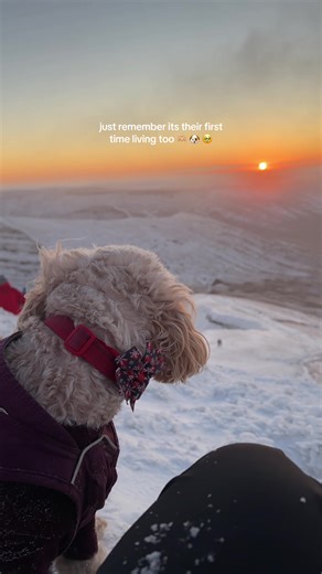 Cockapoo Enjoys Snow and Sunrise at Penyfan