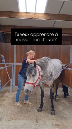 Tu veux offrir plus à ton cheval qu une carotte ou une gratouille pour lui faire plaisir? Le massage est un excellent moyen de développer votre relation! Si tu as envie de tester, je te propose mon ebook gratuit qui te propose 3 gestes de massage à essayer sur ton cheval Laisse "ebook" sous ce reel et je t envoie le lien! | Florence Defresne - massage sportif équin
