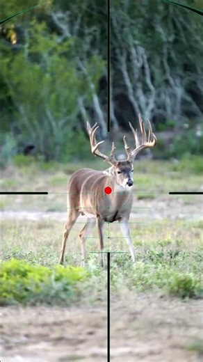Red Deer Hunting | Caccia al cervo rosso | Chasse au cerf rouge