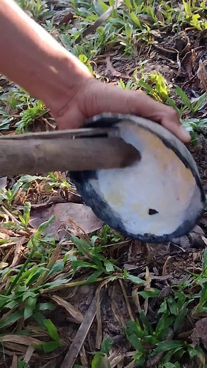 Rubber tapping rubberfarming rubbertree. #rubberfarming #rubberplant #reelsviralvideofyp #reelfypfyp #fbreelsfypシviralシ | A Tips & tools