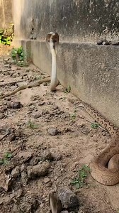 Isog Nga Banakon | Junrie Camus Genovesa