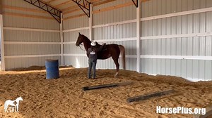 82K views · 2.2K reactions | UPDATE: Stella has been adopted :) Stella is a 15-year-old 15.1h Saddlebred Mare. She is easy to catch and loves people. She is suitable for an advanced rider as she has lots of energy. Adoption Fee: $500 If you are interested in adopting Stella into your family please email info@horsehumane.org to make an appointment. | Horse Plus Humane Society | Facebook