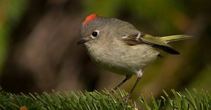 Ruby-Crowned Kinglet