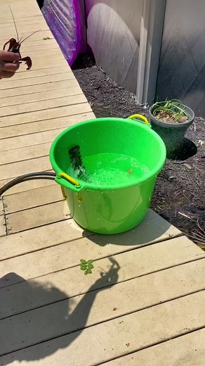 Just a small boil this weekend. A dozen blue crab from @Gulf Runner Seafood and a last minute add of crawfish. #gulfrunnerseafood #bluecrab #curlycrawfishcooker #summer2022 #poolday #cajun #crawfishboil #bluecrabboil #lococookers