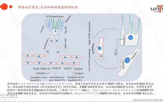 Tumor Angiogenesis-肿瘤血管生成相关研究介绍