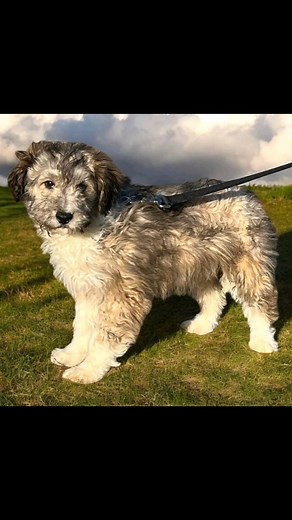 How handsome is Cosmo? This Aussiedoodle puppy is 3 months old and weighs 18 pounds. He is 50/50 Aussie and Poodle. Both parents are around 30-35 pounds and Cosmo will likely be around that same size. This happy boy is available to adopt now! | Adopt a Doodle Community