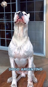 5 Commonly Misunderstood Dog Breeds😔(Don't Judge a Dog by Its Breed!) 🚫🐶 Let's show these breeds some love! 💖 Share a picture of your favorite misunderstood dog breed in the comments!👇 . . . . . #pitbull, #staffordshirebullterrier, #rottweiler, #americanbully, #dogoargentino, #dontbullymybreed, #adoptdontshop, #rescuedogs, #doglovers, #doglife, #woofpassion, #dogoftheday | Woof Passion