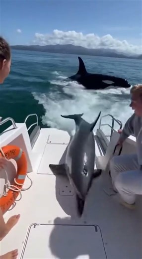 Dolphins Escaping Predator Jump onto Boat As Passengers Scream At Orca