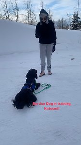Service dog in training, Katsumi working with his handler after his board and train! #dogs #dogtraining #servicedogs #servicedogintraining #labradoodle | Dog Works Training Company: Alaska Dog Works | Facebook