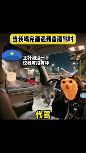 When I encountered a DUI checkpoint after drinking #funny #catmeme #catmemetheatre #catmememini-t...