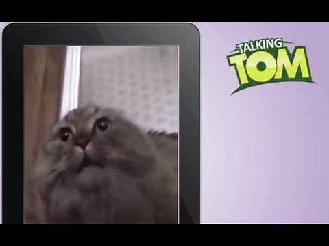 Talking Tom VS NoNoNoNo Cat