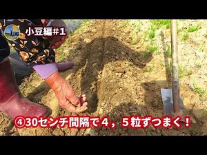 ＃１【野菜作り】小豆編