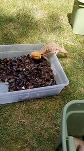 Don't start a dubia roach colony unless you have multiple reptiles 🪳😅. This colony started out with only 300 medium roaches and it just multiplied quickly. I have 3 beardies but they can't eat that many so I end up donating a big boxful to reptile rescues who can use the surplus. #allyoucaneat #beardeddragon #cleaning #dubiaroaches | Spikedays