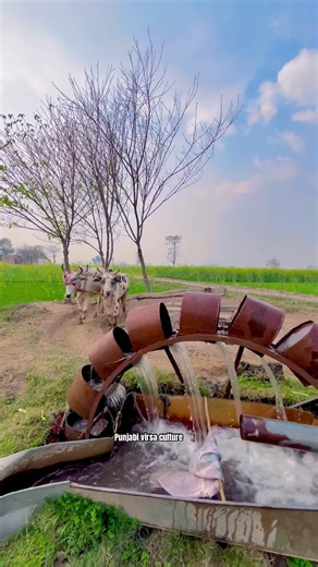 Old Water irrigation System in Punjab #shortvideo #trendingshorts #farmingtraditions