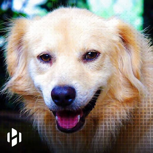 528K views · 3.7K reactions | Dogs can navigate using Earth’s magnetic field | Hashem Al-Ghaili | Facebook