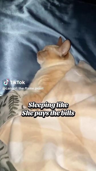 Cats Sleeping Like Humans: Adorable Pet Behavior